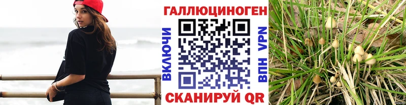 Купить закладки  Гудермес  Галлюциногенные грибы Psilocybine cubensis 